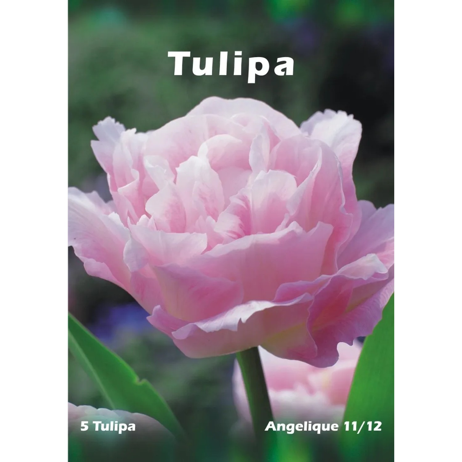 Tulipan odm. Angelique (Tulipa sp.)