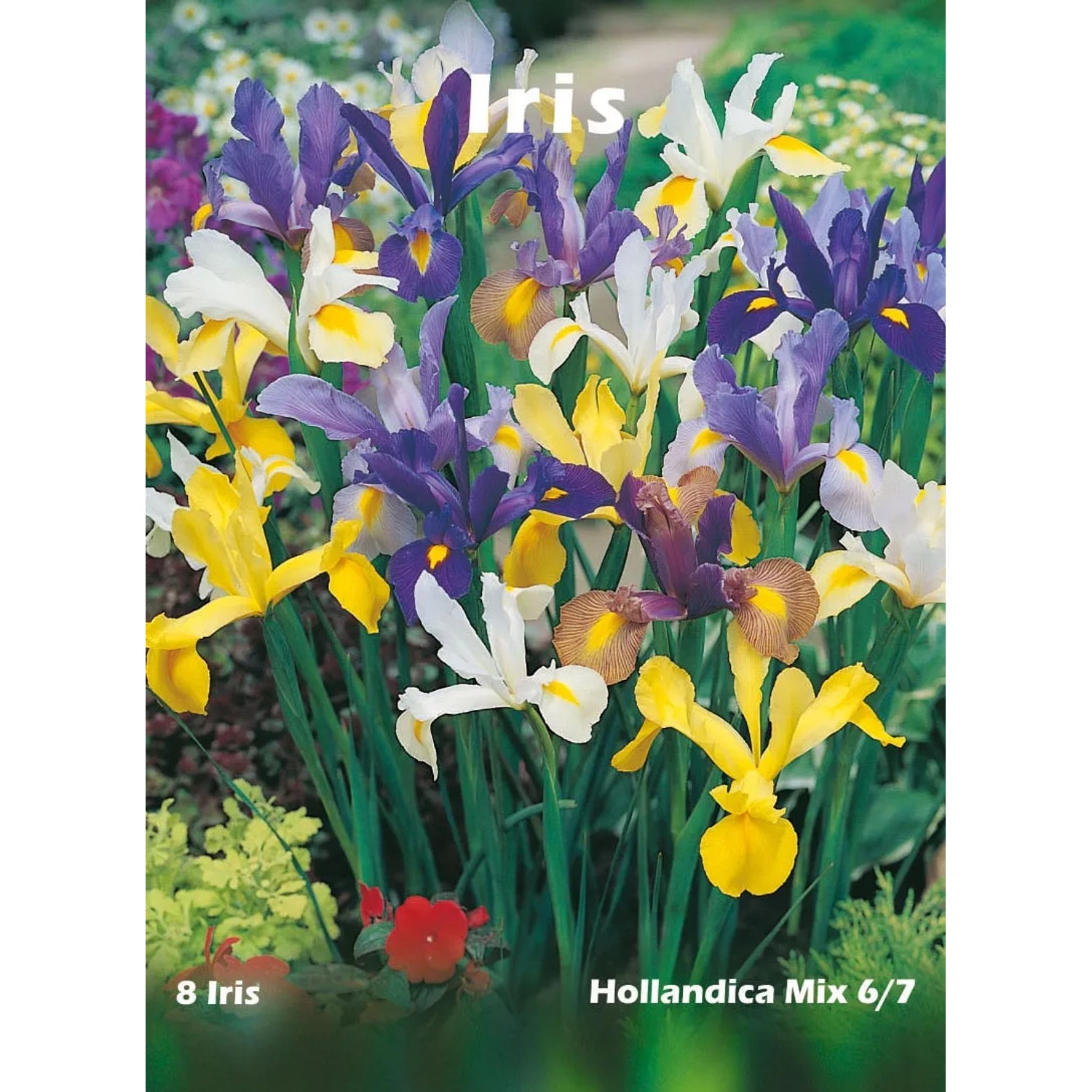 Kosaciec holenderski w odmianach (Iris hollandica sp.)