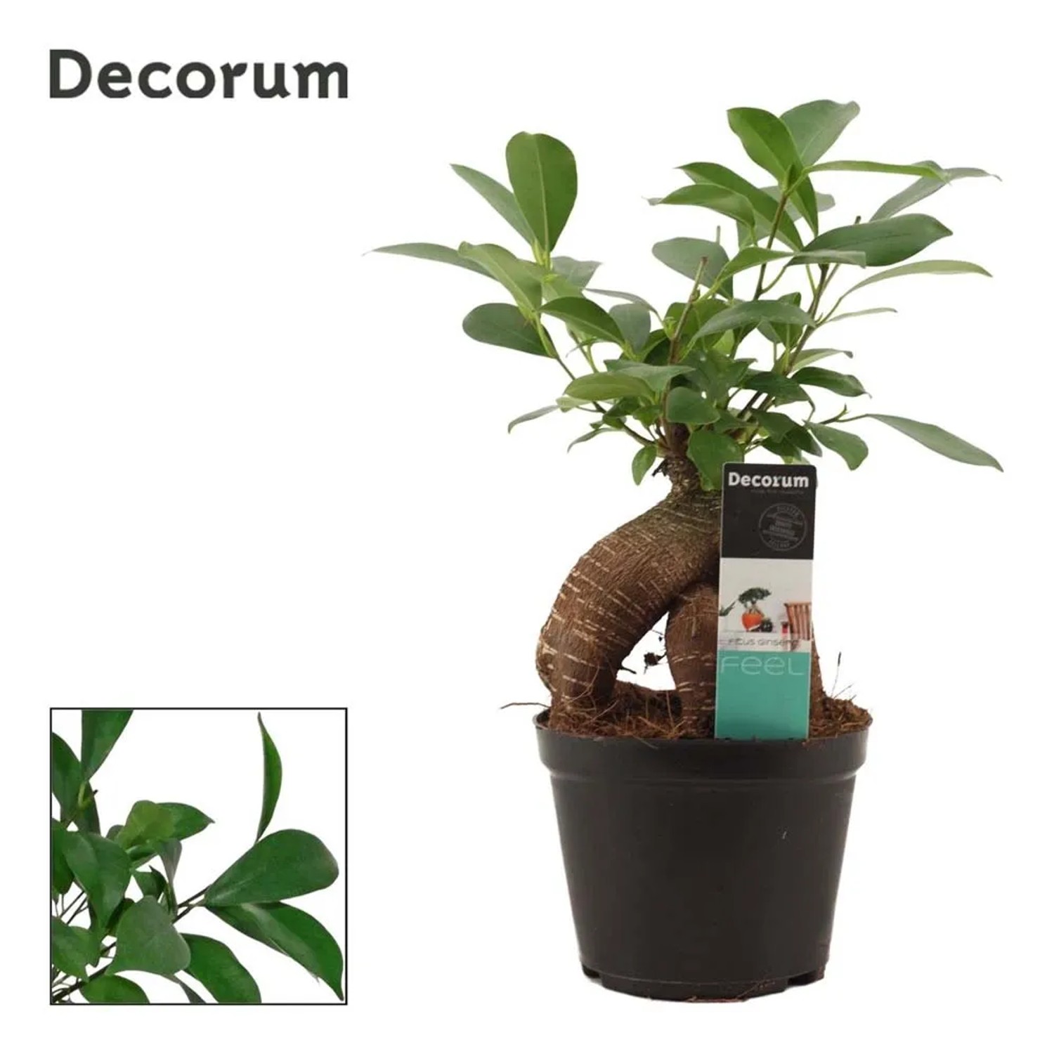 Fikus (Ficus Ginseng Retusa) - don. 12 cm