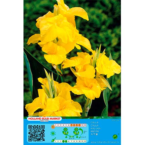 1 buc, Canna Yellow - Bulbi: Mod de ambalare: 1 buc