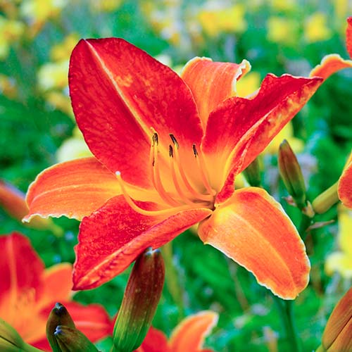 1 kus, Denivka (Hemerocallis) Red - : Monžstvo balíkov: 1 kus