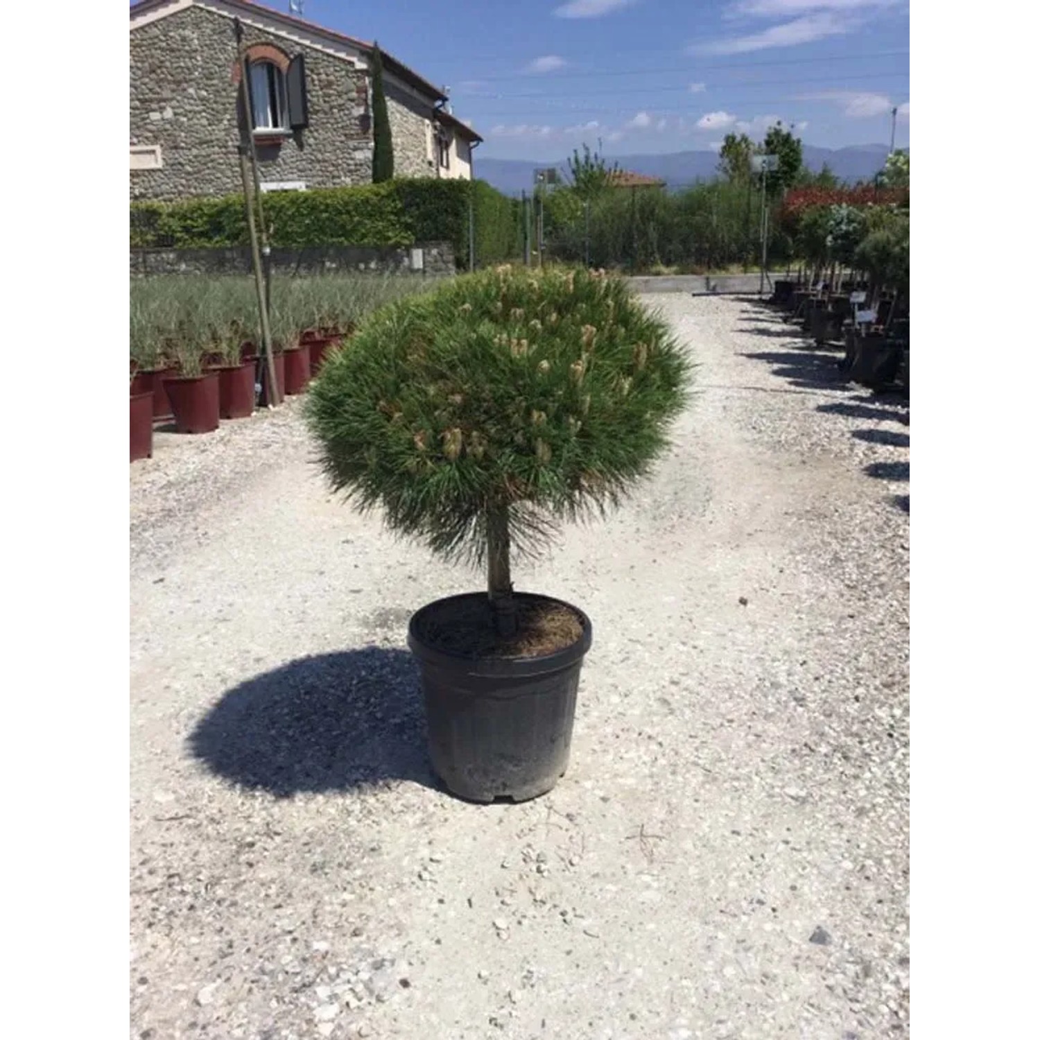 Sosna Marie Bregeon - wys. 80-100 cm