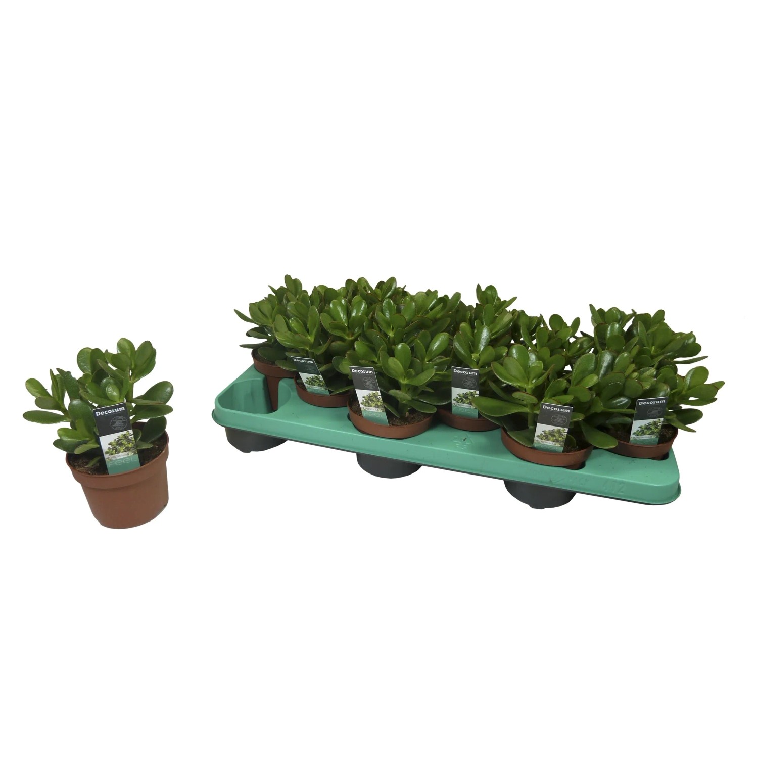 Grubosz (Crassula) Ovata Convulata - don. 14 cm