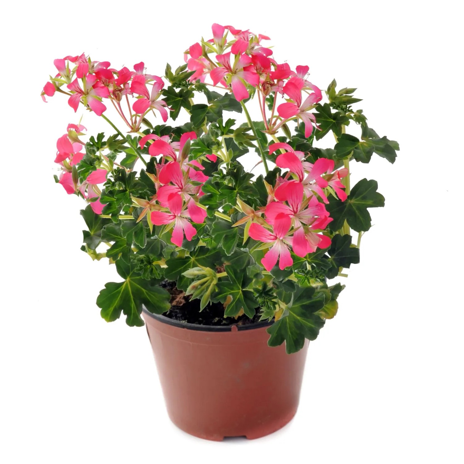 Pelargonia zwisająca w odmianach (Pelargonium peltatum)