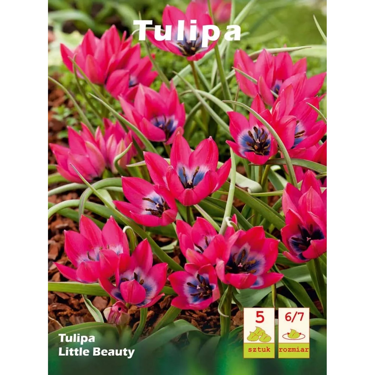 Tulipan Little Beauty 5szt