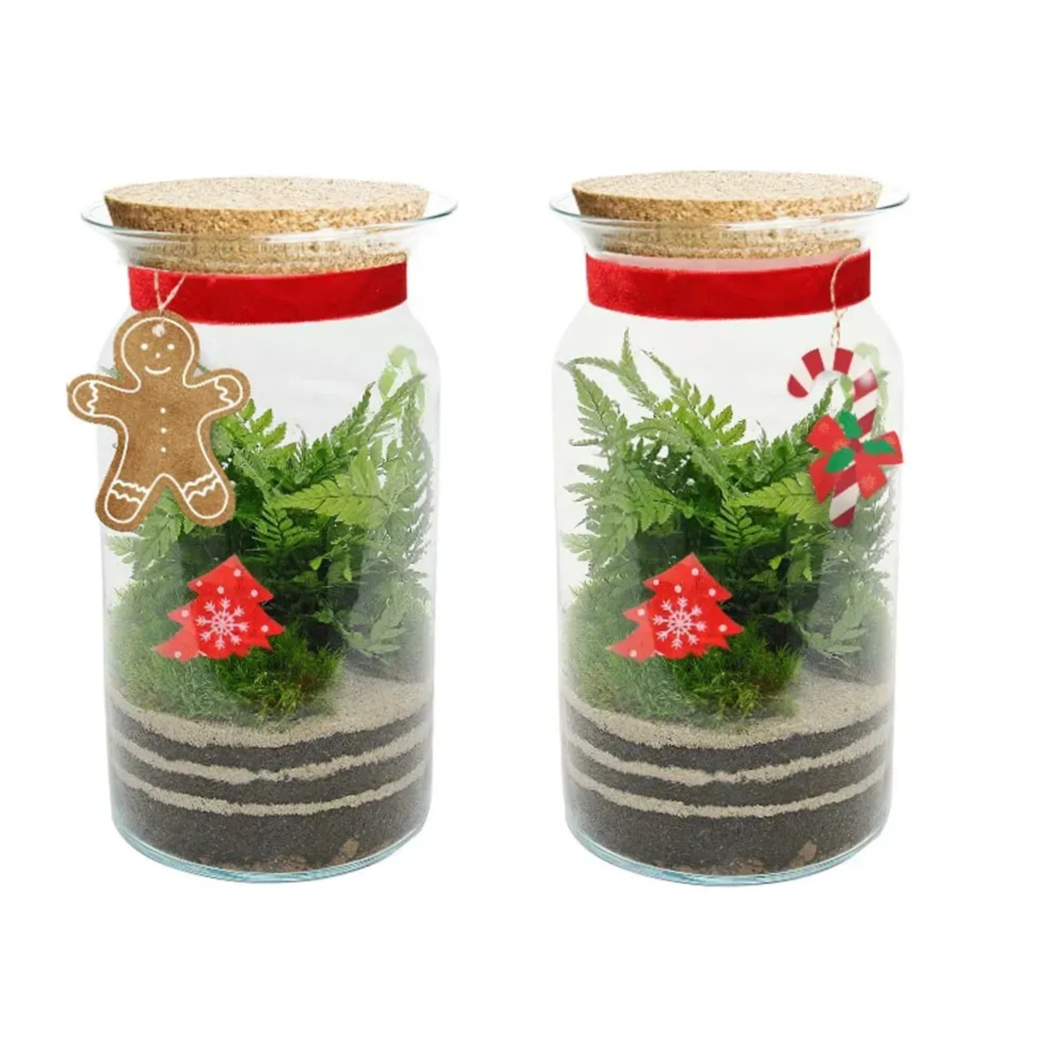 4 Flower Paproć w zamkniętym słoju Xmas