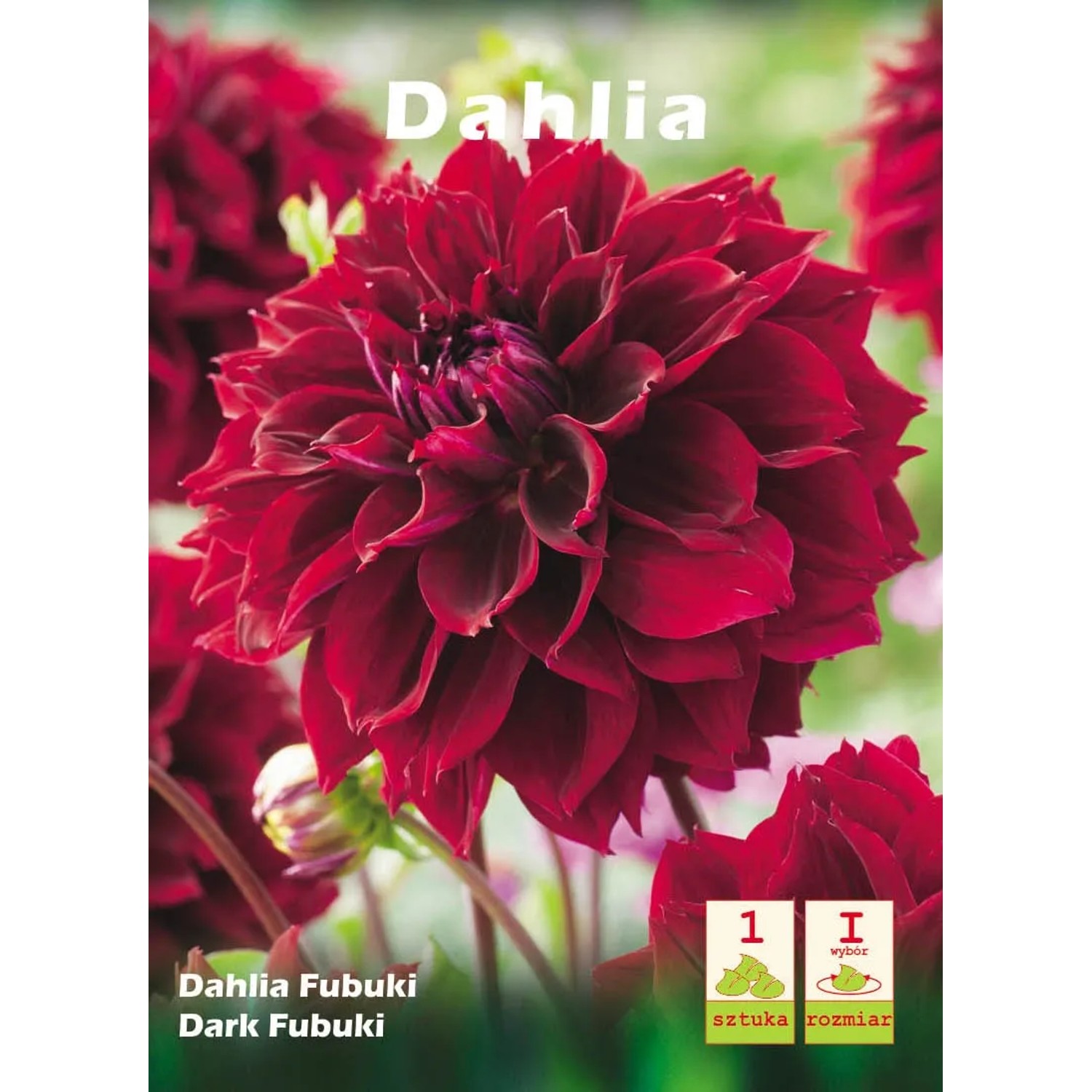 Dalia Dark Fubuki 1szt
