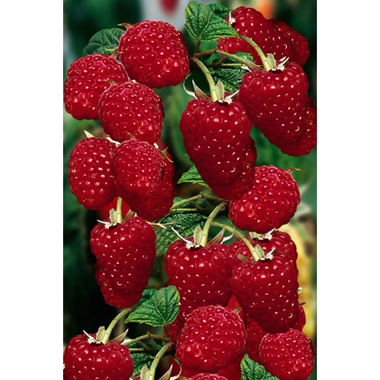 Malina czerwona w odmianach (Rubus sp.)
