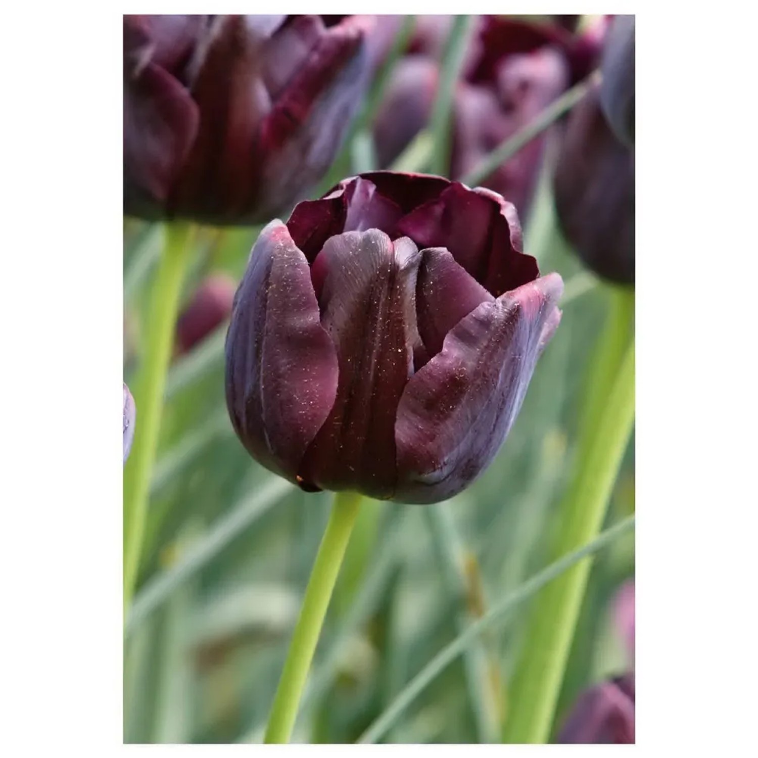 Tulipan Pojedynczy Paul Scherer 7 szt. ciemnofioletowy