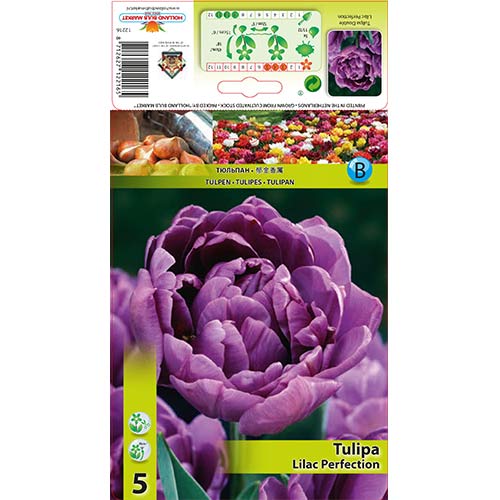 5 buc, Lalele Lilac Perfection - Bulbi: Mod de ambalare: 5 buc