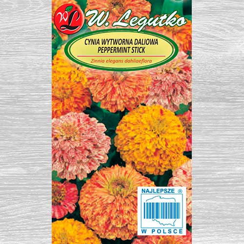 1 pac, Zinnia Peppermint Stick, mix multicolor Legutko - Semințe: Mod de ambalare: 1 g