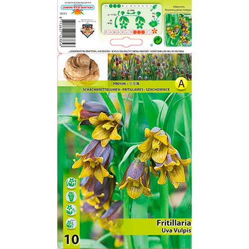 10 buc, Lalea imperială (Fritillaria) Uva Vulpis - Bulbi: Mod de ambalare: 10 buc