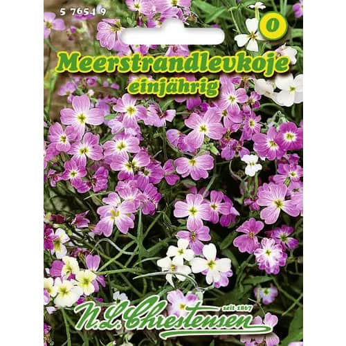 1 pac, Malcomia maritima anuală - Semințe: Mod de ambalare: 1 pac
