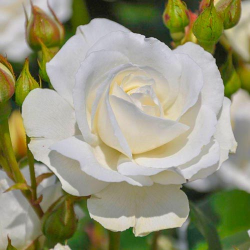 1 db, Rózsák floribunda Kristall Perle - Palánták: Mod de ambalare: 1 db