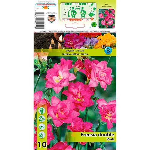 Freesia Doble Rosa - Bulbos: Ilość w opakowaniu: 10 bulbos