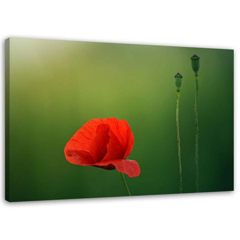 Obraz na płótnie Feeby Mak na zielonym tle 90x60cm 1szt