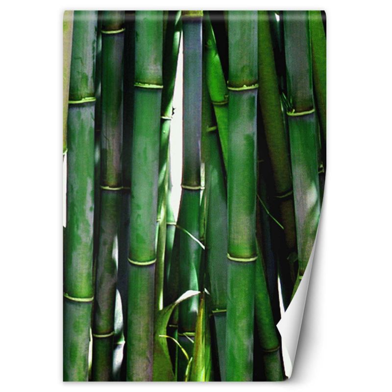 Fototapeta Feeby Zielone bambusy 100x140 1 szt