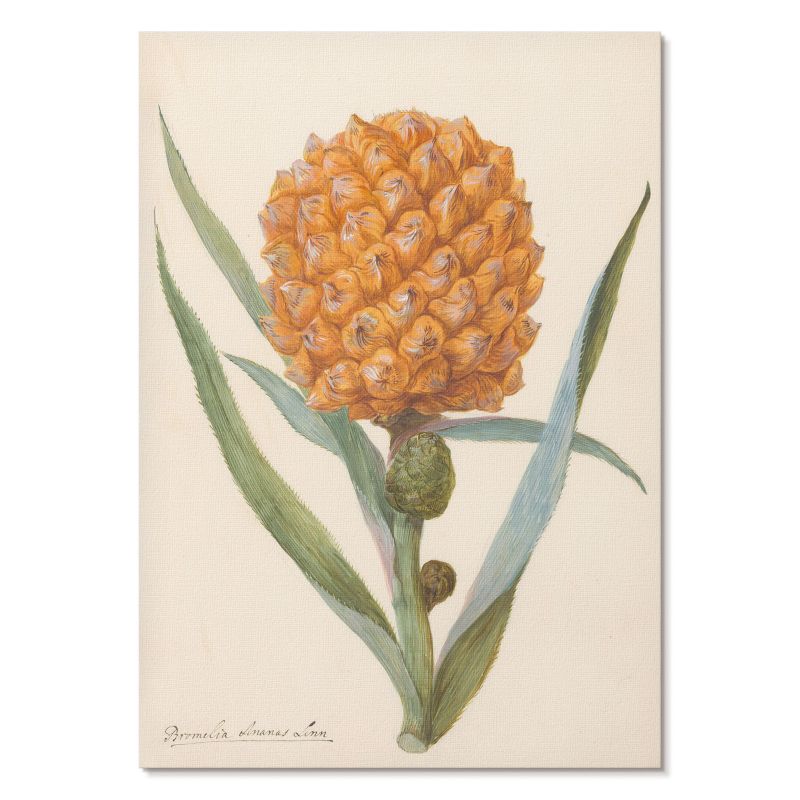 Plakat na Ścianę Tulup 29,7x42 cm (A3) Bromelia ananas Do kuchni, salonu, jadalni 1 szt.
