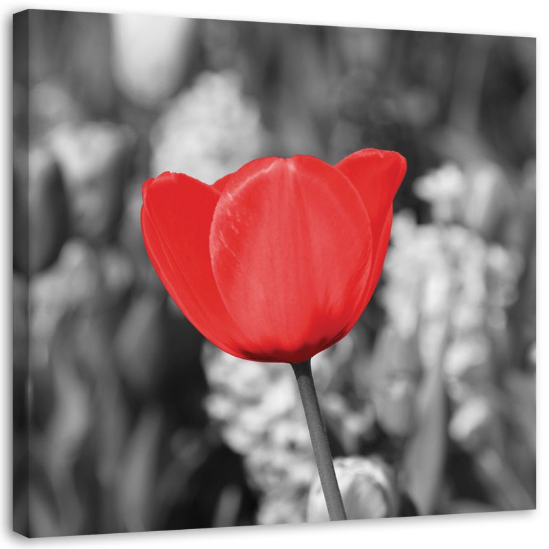 Obraz na płótnie Feeby Czerwony tulipan na łące 30x30cm 1szt