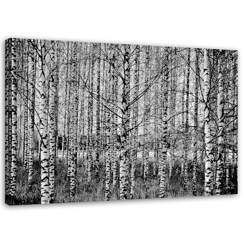 Obraz na płótnie Feeby Las brzozowy czarno biały 120x80cm 1szt