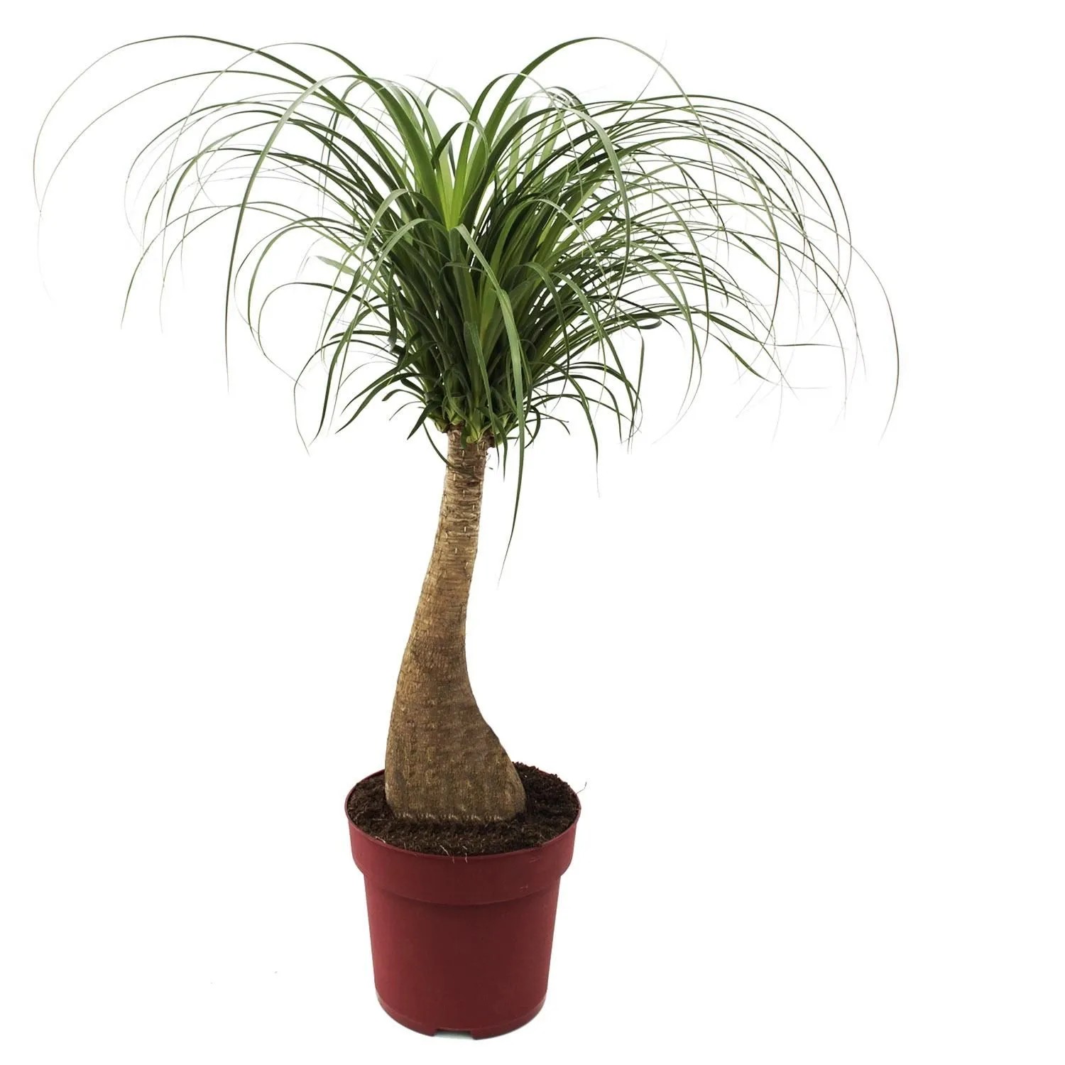 Nolina (Beaucarnea) - don. 17 cm