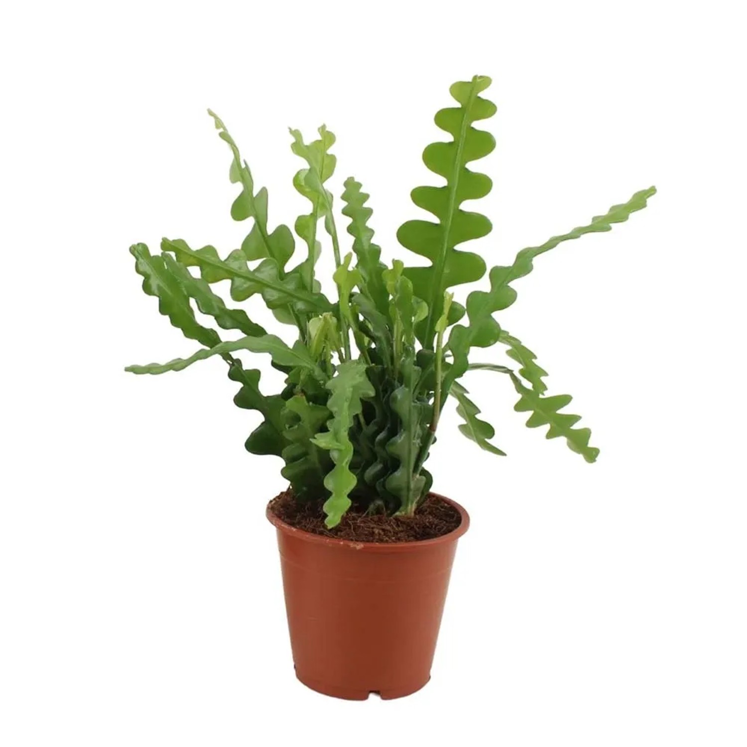 Kaktus zygzakowaty angulieger - don. 9 cm