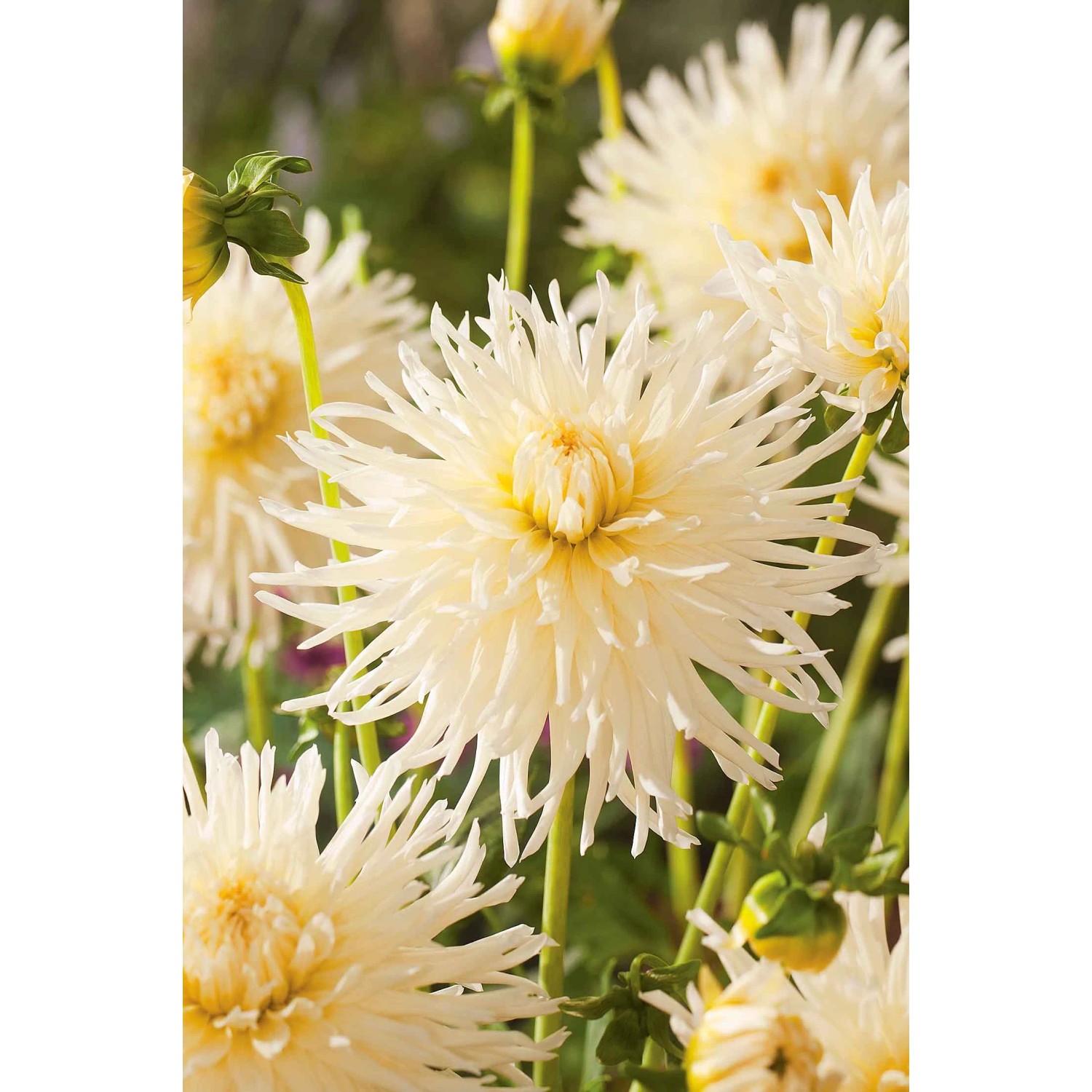 Dalia Tsuki-Yori-No-Shisha (Dahlia sp.)