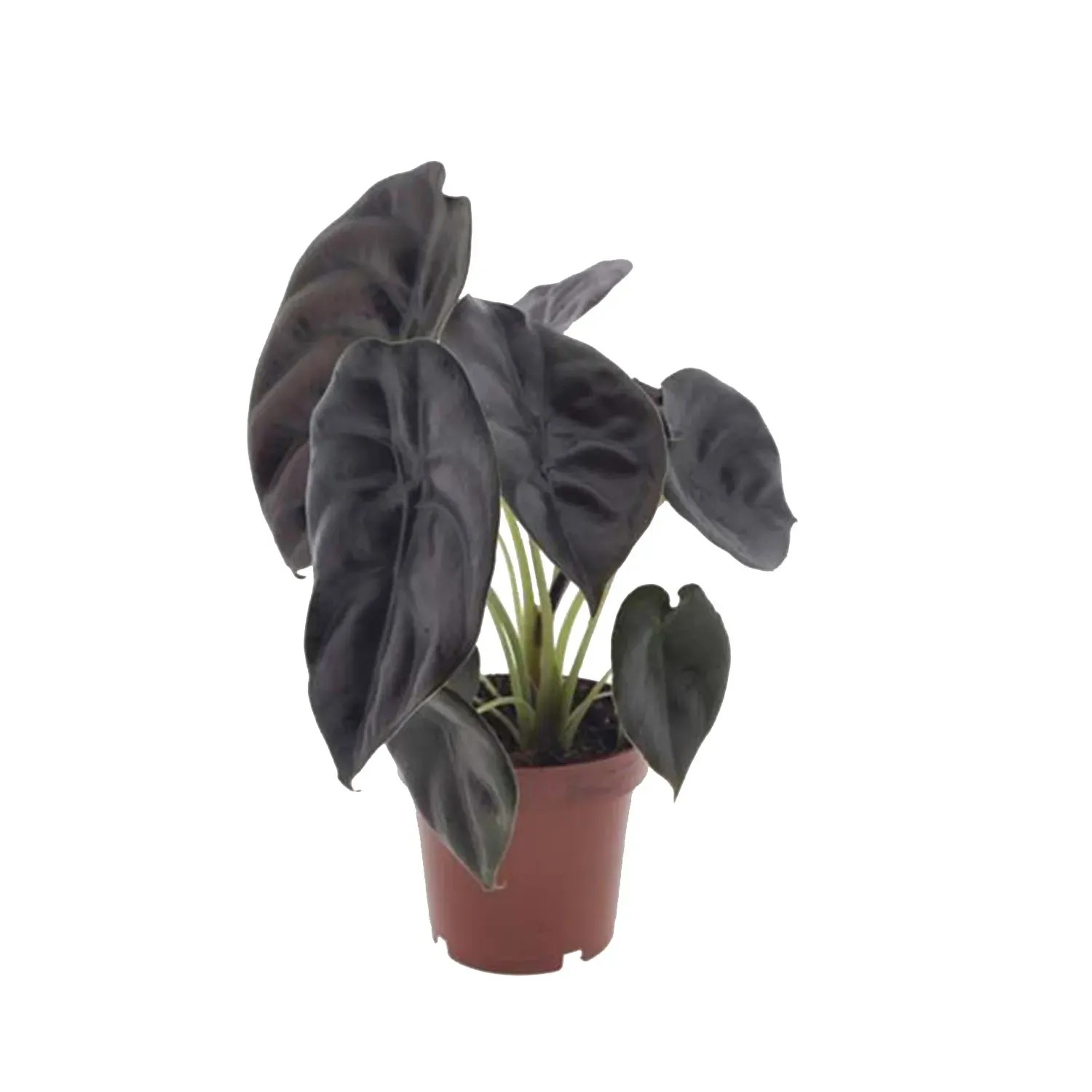 Alokazja (Alocasia) Red Secret - don. 12 cm