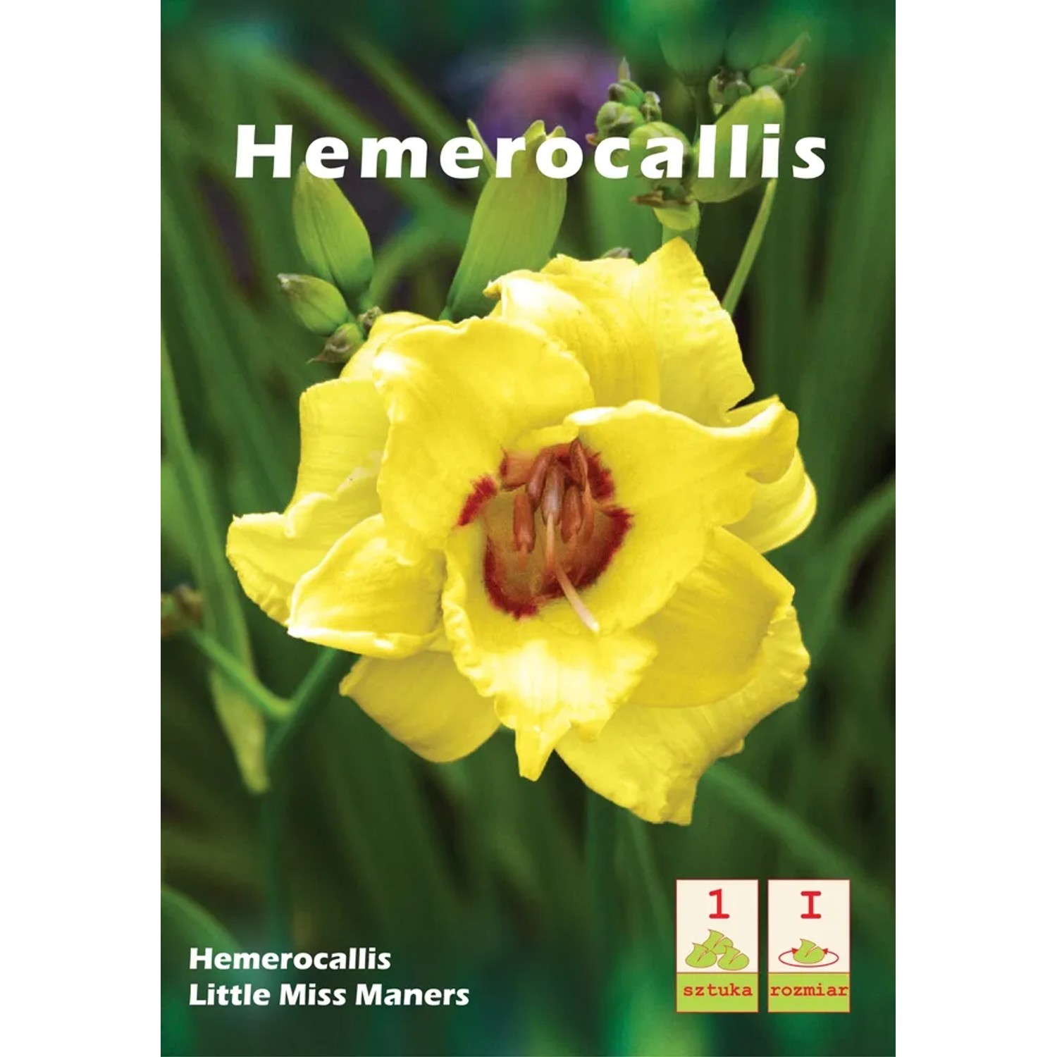 Liliowiec Hemerocallis Little Miss Maners
