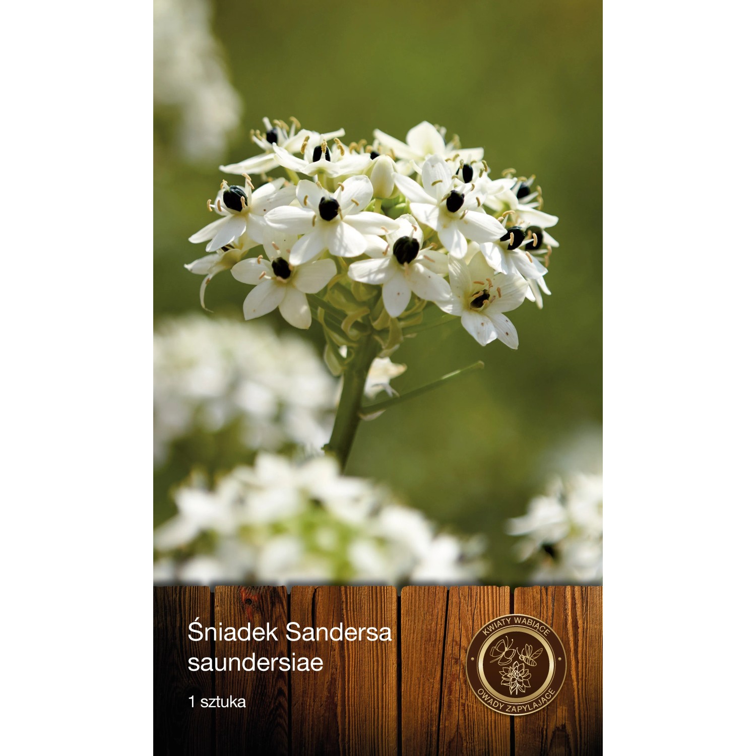 Śniadek Sandersa Ornithogalum 1szt.