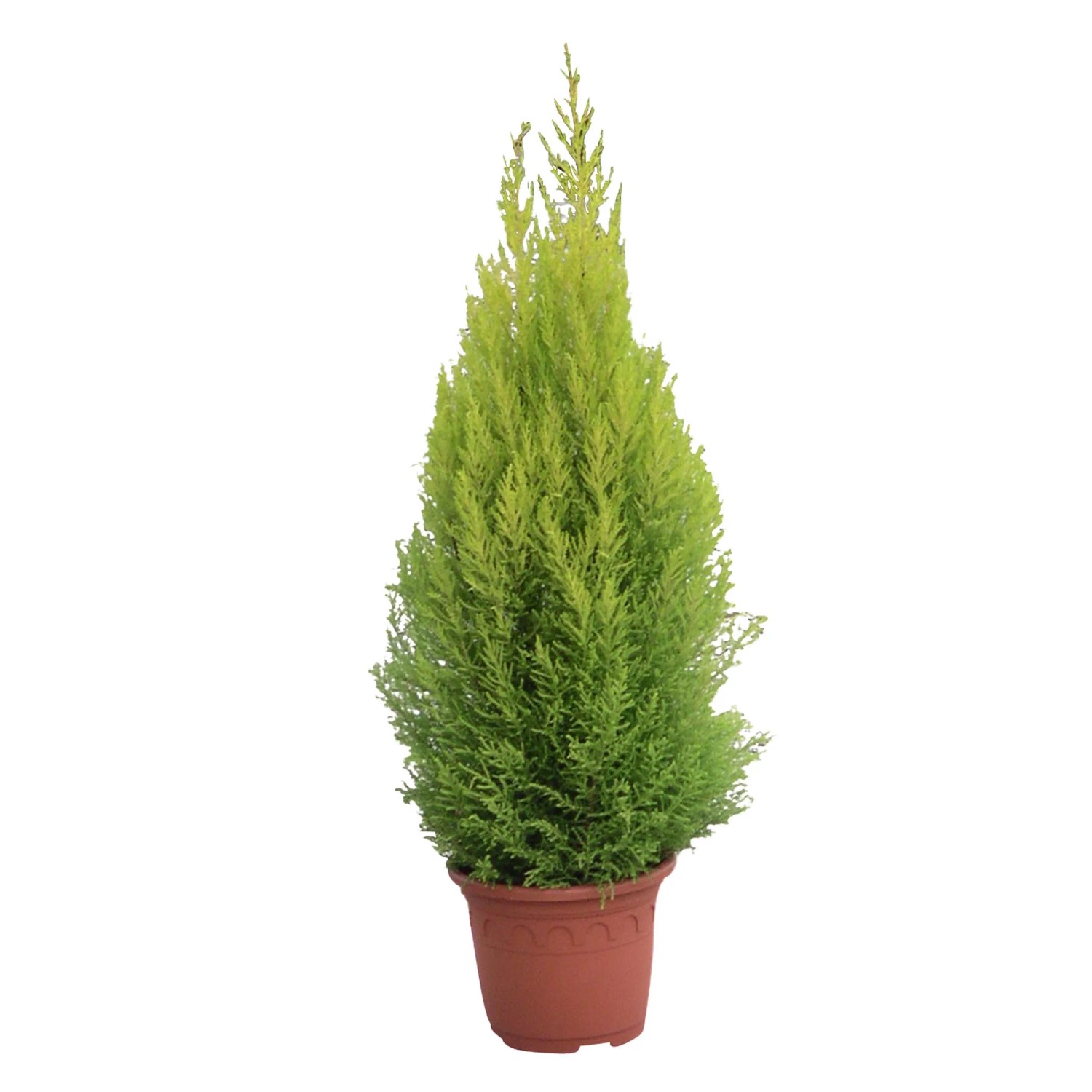 Cyprysik (Cupressus) Gold Crest Wilma stożek (Cupressus) - don. 23 cm