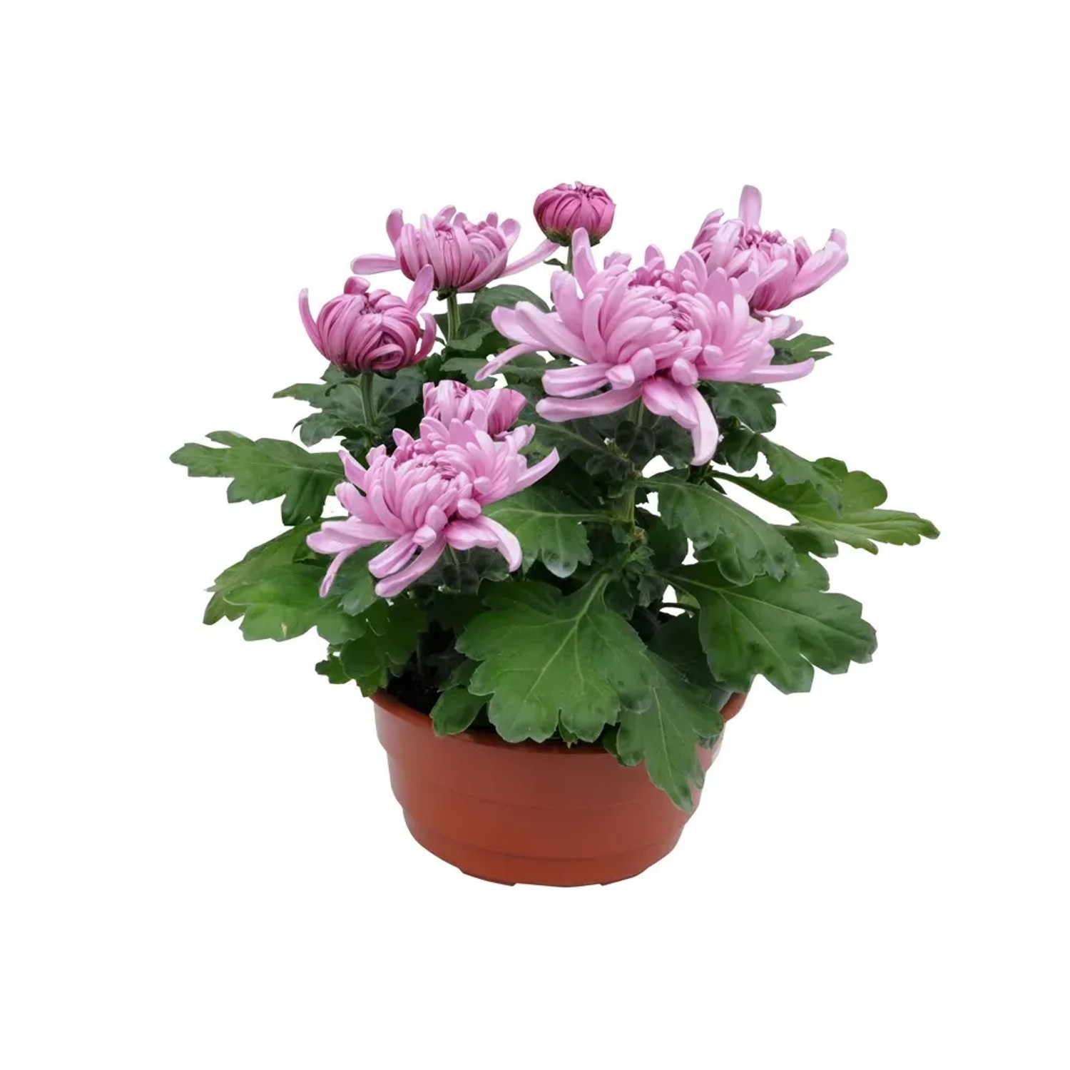 Chryzantem (Chrysanthemum sp.) wielkokwiatowa - don. 17 cm