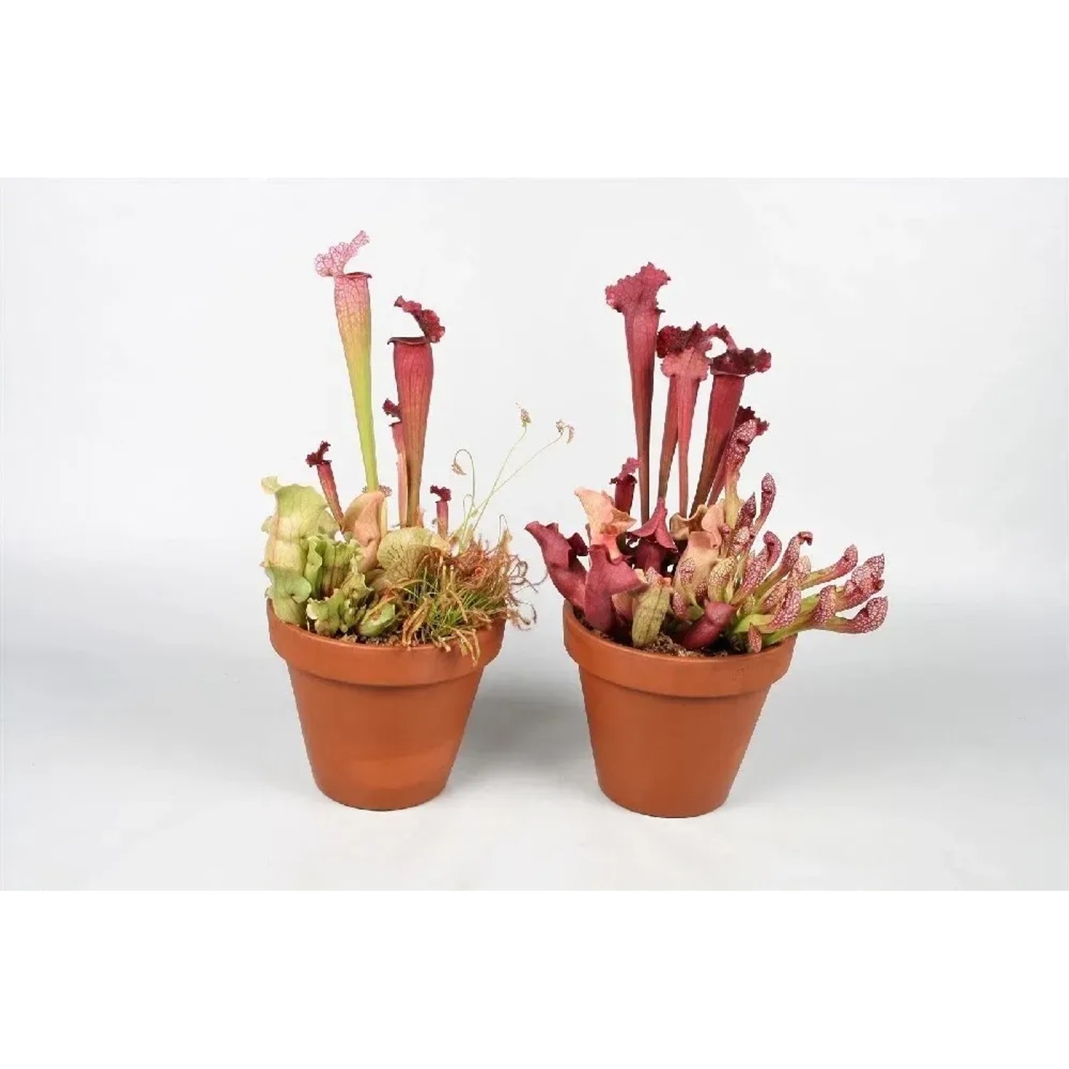 Rośliny owadożerne - don. 23 cm