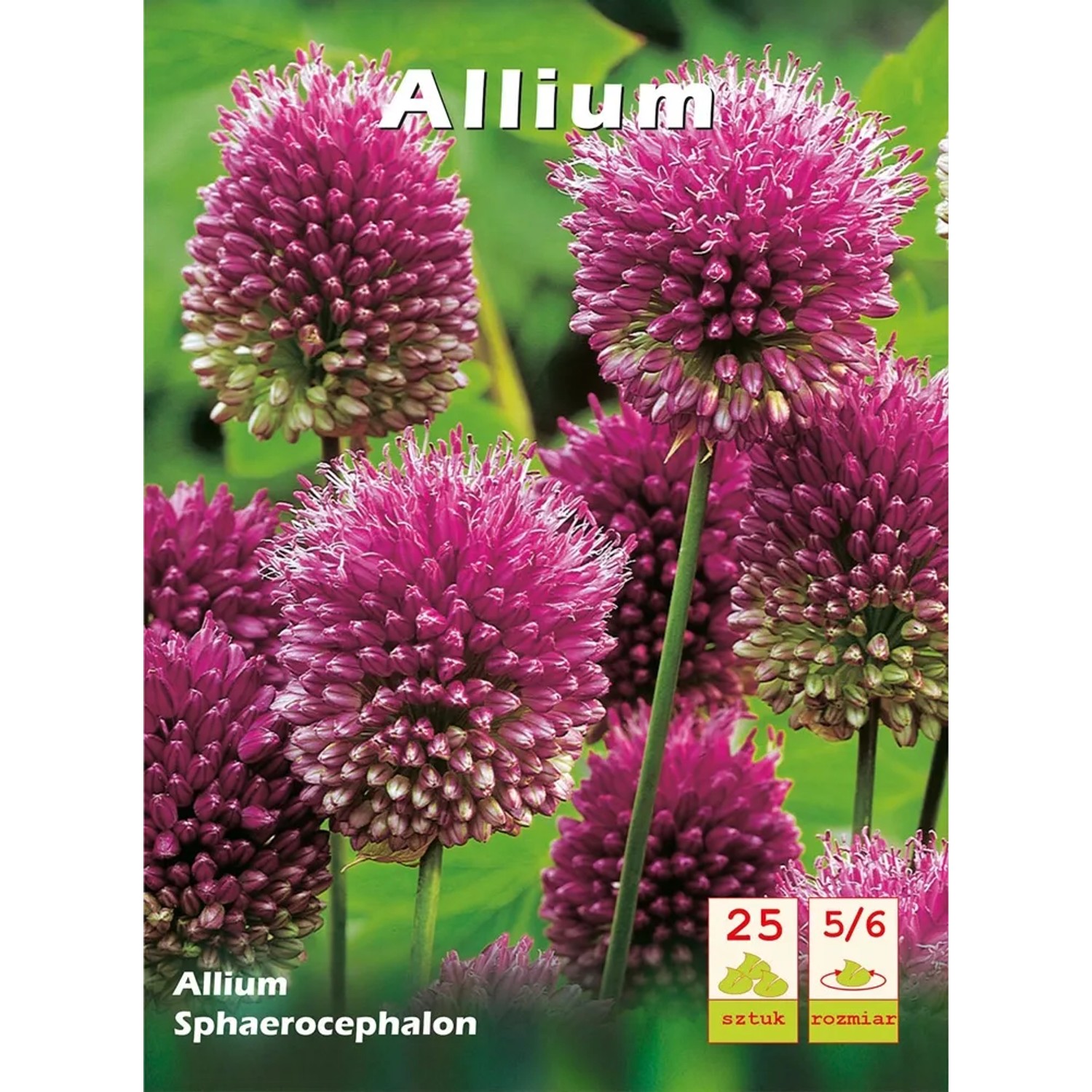 Czosnek główkowaty (Allium Sphaerocephalon) - 25 szt.