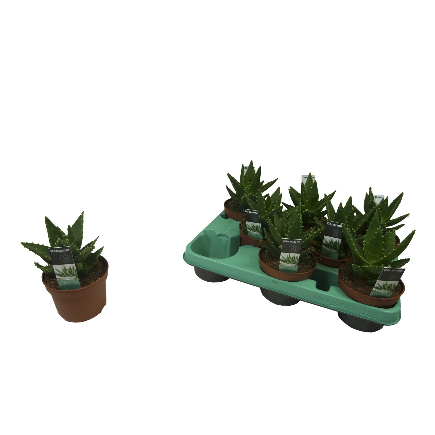 Aloes - Aloe Perfoliata wys.15cm don.10,5cm