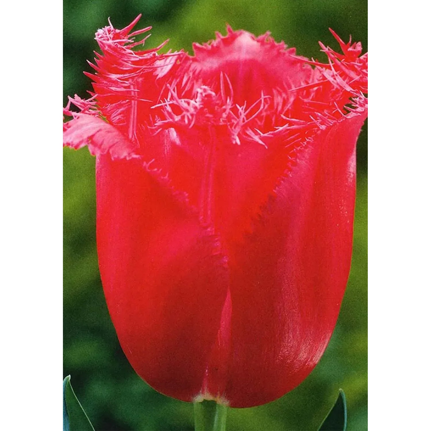 Tulipan odm. Burgundy Lace (Tulipa sp.) - 5 szt.