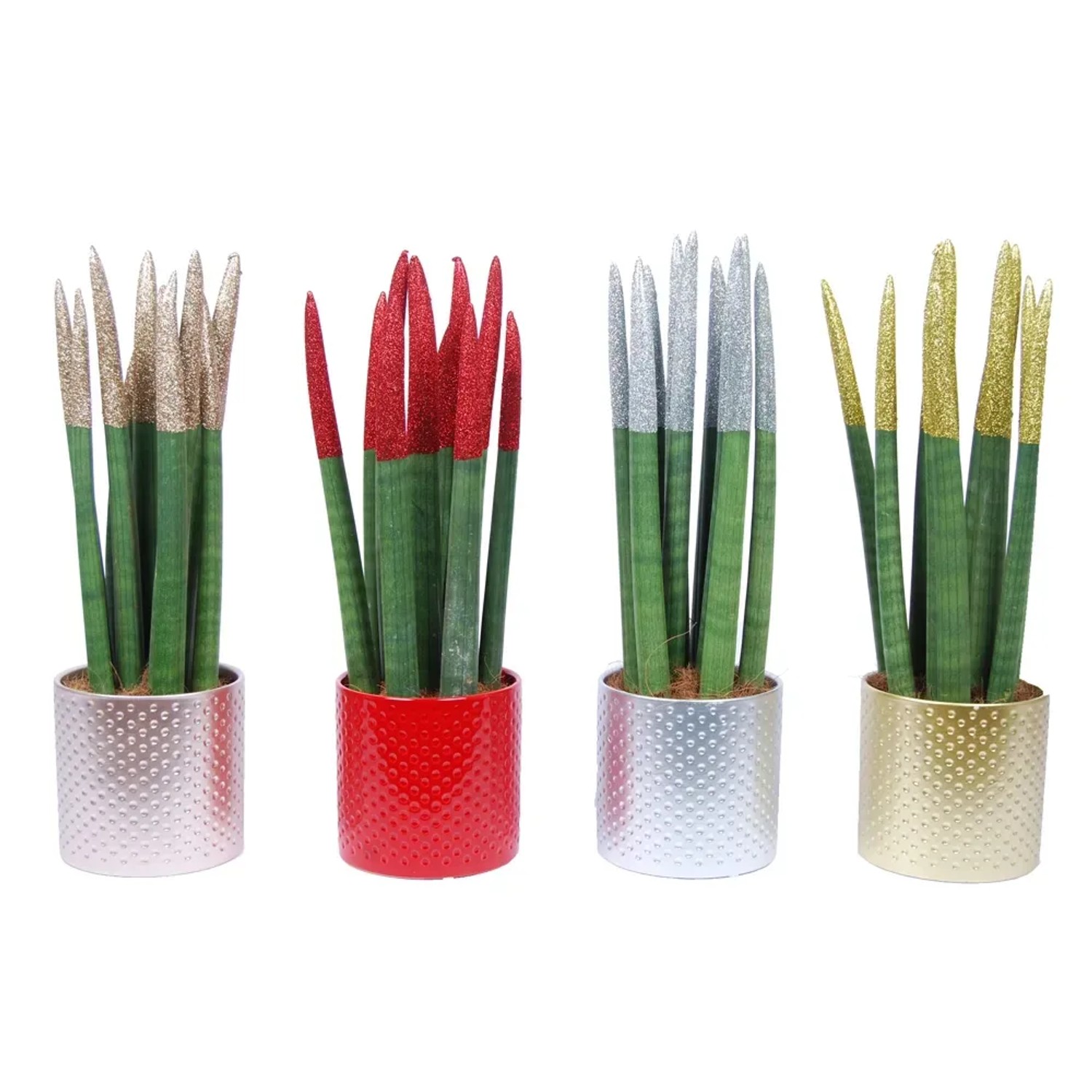 Wężownica - Sanseveria Velvet XMAS wys. 30cm