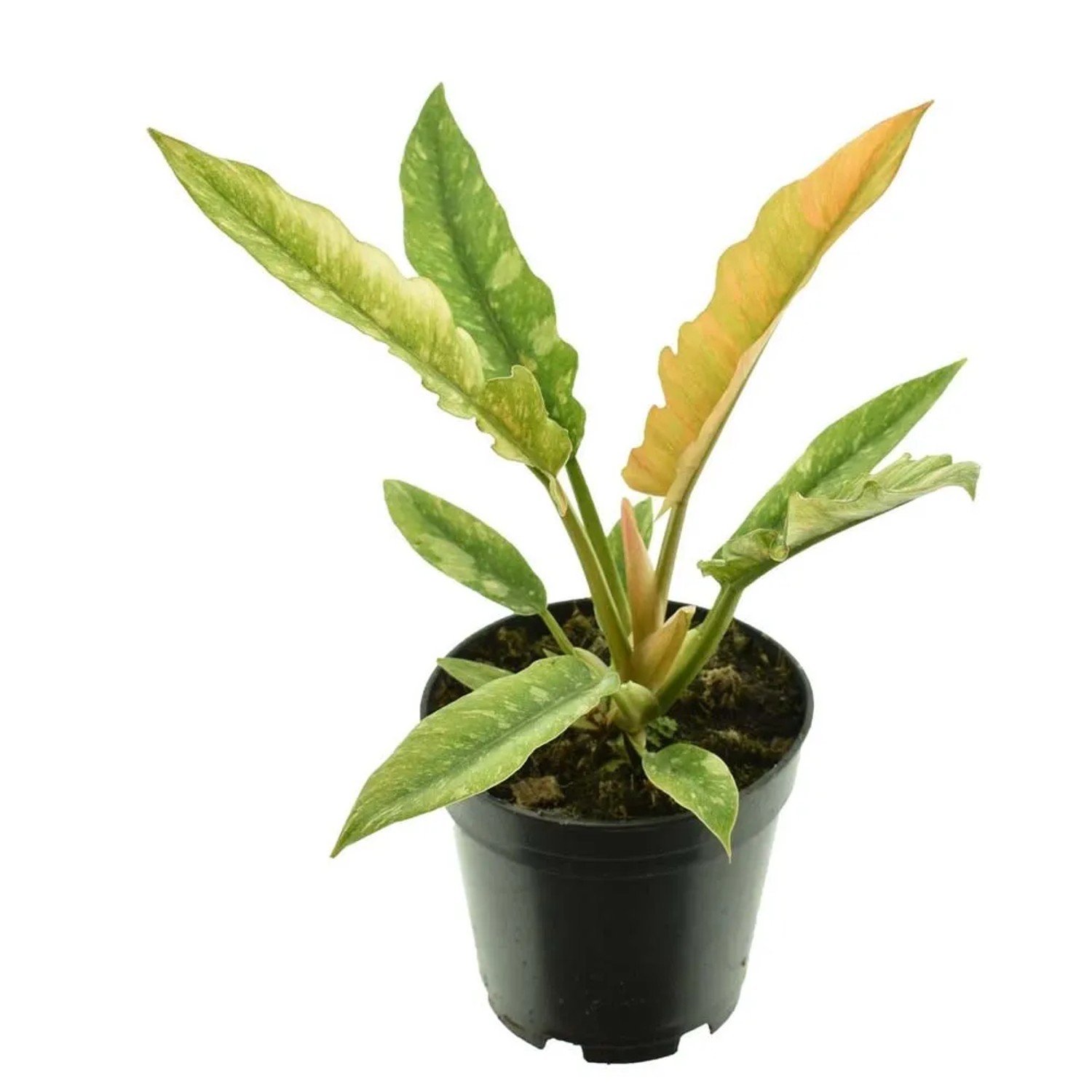 Filodendron (Philodendron) Ring of Fire - don. 14 cm