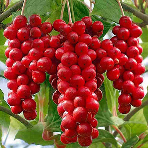 1 buc, Schisandra chinensis - Răsaduri: Mod de ambalare: 1 buc