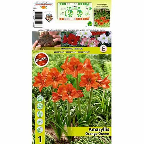 1 cib, Amarylka Orange Queen - : Monžstvo balíkov: 1 cib