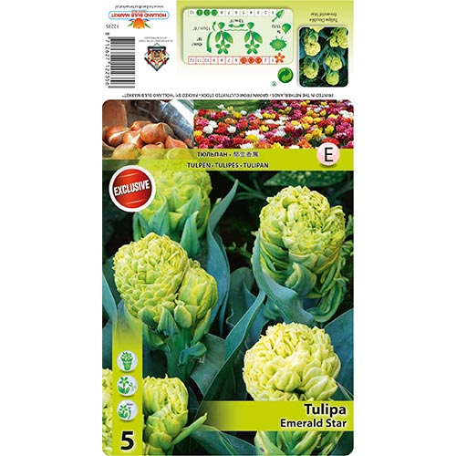 1 szt, Tulipán Emerald Star - Hagymák: Mod de ambalare: 5 db