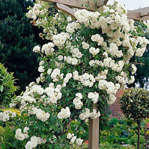 1 Pflanze(n), Kletterrose Weiß, C2 - Setzlinge: Ilość w opakowaniu: 1 Pflanze(n)