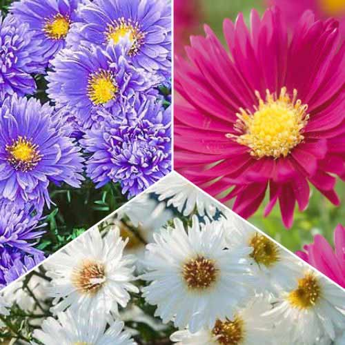 3 Stück, Tolles Angebot! Glattblatt Aster, Set von 3 Sorten - Stauden: Ilość w opakowaniu: 3 Stück