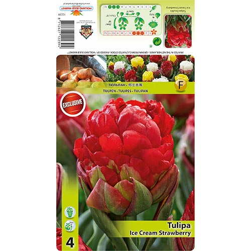 4 none, Tulpe Ice Cream Strawberry - Blumenzwiebeln: Ilość w opakowaniu: 4 none