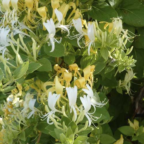 Madressilva Hogel-Mogel de Heckrott - Plântulas: Ilość w opakowaniu: 1 plant