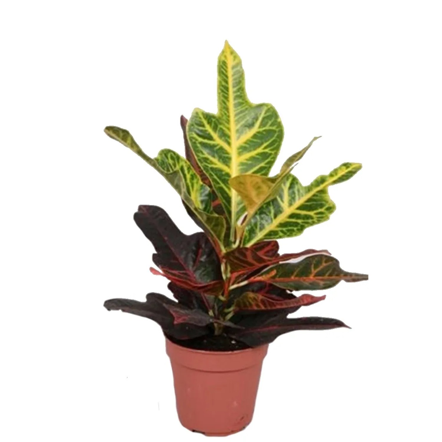 Kroton Petra (Codiaeum Variegatum) - don. 12 cm
