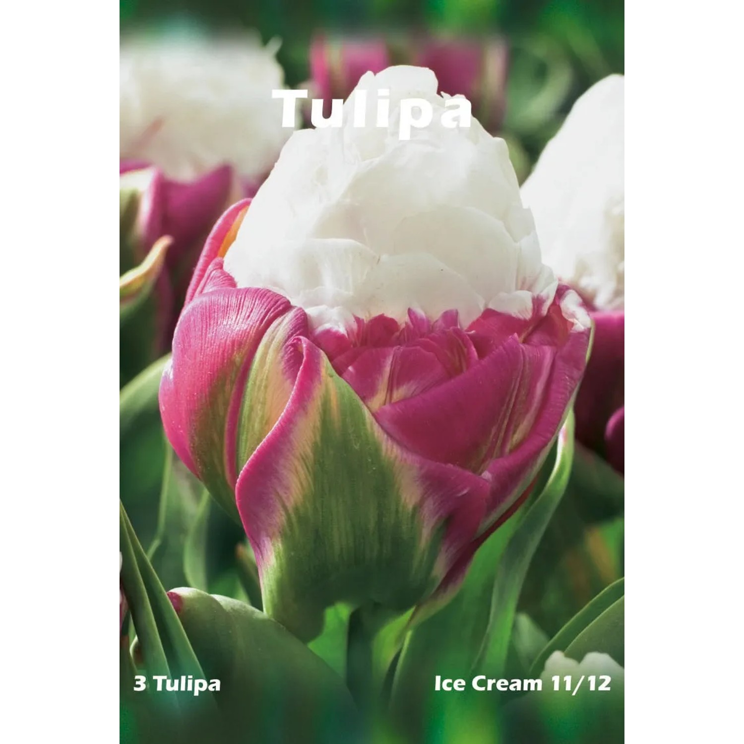 Tulipan odm. Ice Cream (Tulipa sp.)