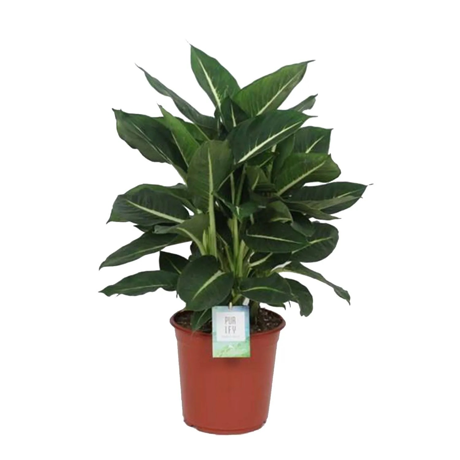 Difenbachia (Dieffenbachia) Green Magic - don. 24 cm