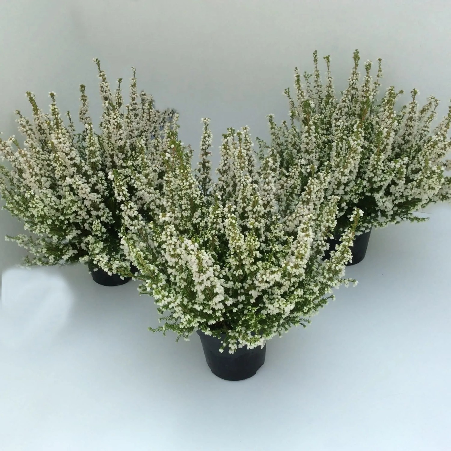 Wrzosiec jesienny (Erica gracilis white) don. 12 cm