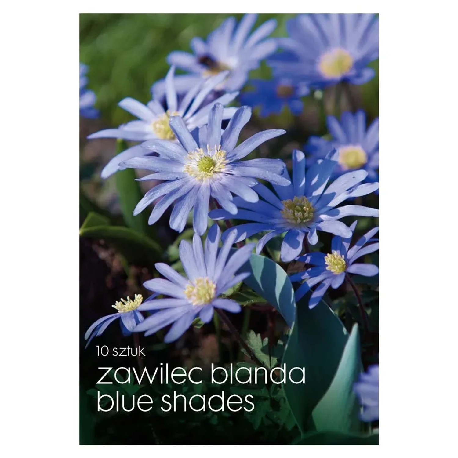 Zawilec (Blue Shades) - 10 szt.